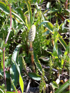image-20110329140658.png