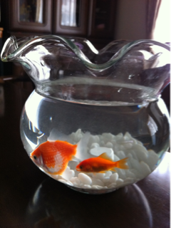 image-20110808082643.png