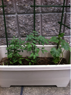 image-20120524112542.png